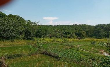 Tanah dekat perkotaan 1,8 ha untuk investasi zona pertanian/perkebunan di Campaka Purwakarta