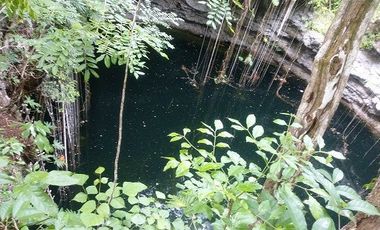 En venta terreno de 20 Has, con Cenote abierto, muy bonito.