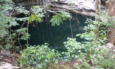 En venta terreno de 20 Has, con Cenote abierto, muy bonito.