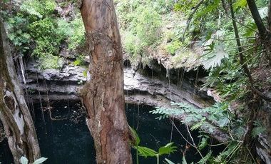 En venta terreno de 20 Has, con Cenote abierto, muy bonito.