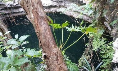 En venta terreno de 20 Has, con Cenote abierto, muy bonito.