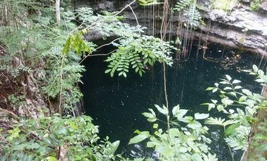 En venta terreno de 20 Has, con Cenote abierto, muy bonito.