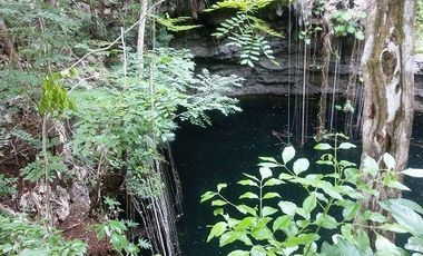 En venta terreno de 20 Has, con Cenote abierto, muy bonito.