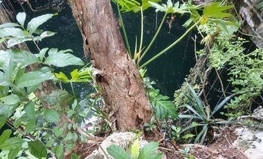 En venta terreno de 20 Has, con Cenote abierto, muy bonito.