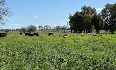 Campo en venta en Loma Verde. 59 Has mixto.