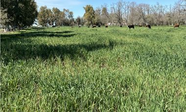 Campo en venta en Loma Verde. 59 Has mixto.