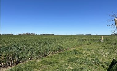 Campo en venta en Loma Verde. 59 Has mixto.