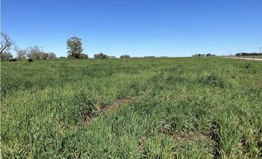 Campo en venta en Loma Verde. 59 Has mixto.