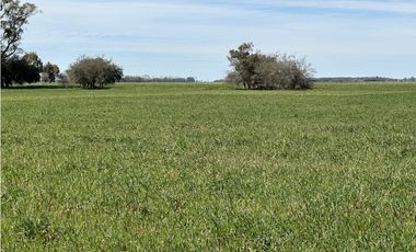 Campo en venta en Loma Verde. 59 Has mixto.