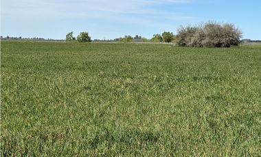 Campo en venta en Loma Verde. 59 Has mixto.