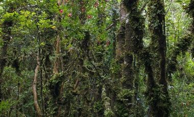Sitio en Venta en Campo Don Andrés