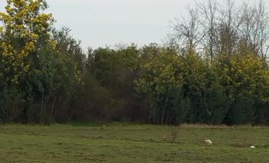 SE VENDE PARCELA DE 7.000 M2, EN SECTOR BALLICA NORTE, COMUNA DE LINARES.