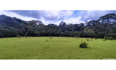 Se Vende Finca de 4.2 Hectáreas en La Chorrera