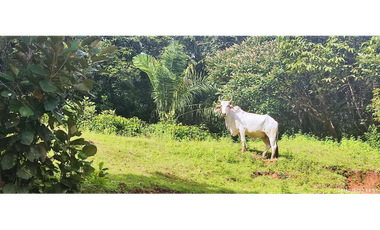 Se Vende Finca de 4.2 Hectáreas en La Chorrera