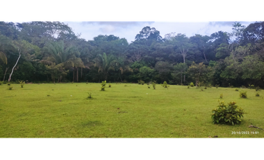 Se Vende Finca de 4.2 Hectáreas en La Chorrera