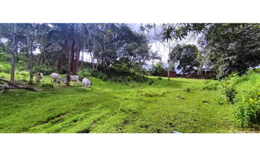 Se Vende Finca de 4.2 Hectáreas en La Chorrera
