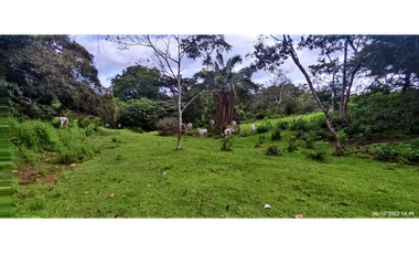 Se Vende Finca de 4.2 Hectáreas en La Chorrera