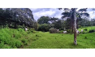 Se Vende Finca de 4.2 Hectáreas en La Chorrera