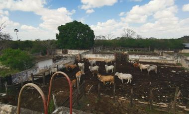 Rancho en Venta de 472 ha,  vía Tizimin, Yucatán
