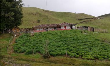 Venta Finca Abejorral ( Antioquia)