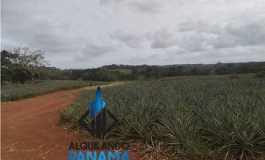 Se Vende Finca Agropecuaria 64,9Ha Chorrera Herrera USD1,624,000,/,