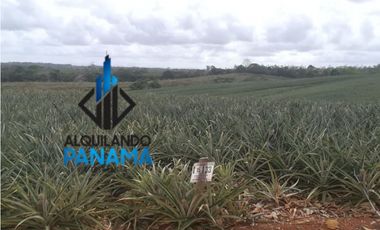 Se Vende Finca Agropecuaria 64,9Ha Chorrera Herrera USD1,624,000,/,