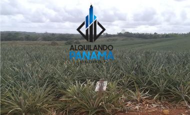 Se Vende Finca Agropecuaria 64,9Ha Chorrera Herrera USD1,624,000,/,