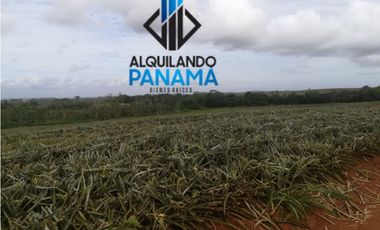 Se Vende Finca Agropecuaria 64,9Ha Chorrera Herrera USD1,624,000,/,