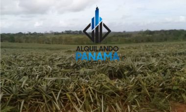 Se Vende Finca Agropecuaria 64,9Ha Chorrera Herrera USD1,624,000,/,