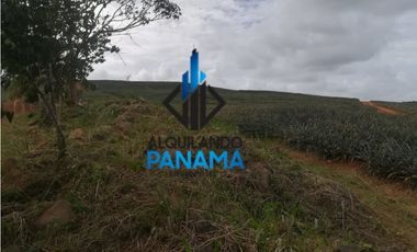 Se Vende Finca Agropecuaria 64,9Ha Chorrera Herrera USD1,624,000,/,