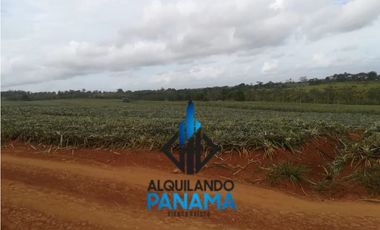 Se Vende Finca Agropecuaria 64,9Ha Chorrera Herrera USD1,624,000,/,