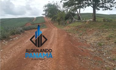 Se Vende Finca Agropecuaria 64,9Ha Chorrera Herrera USD1,624,000,/,