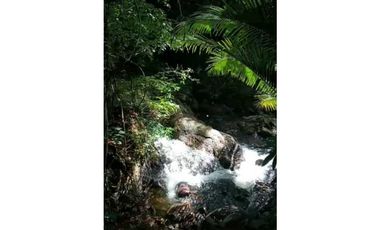 GANGA 166 HAS EN CAÑITAS DE CHEPO