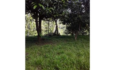 GANGA 166 HAS EN CAÑITAS DE CHEPO