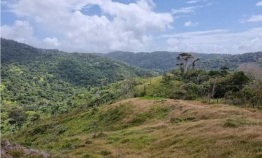 GANGA 166 HAS EN CAÑITAS DE CHEPO