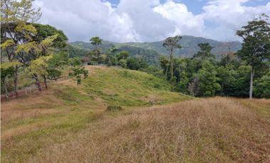 GANGA 166 HAS EN CAÑITAS DE CHEPO