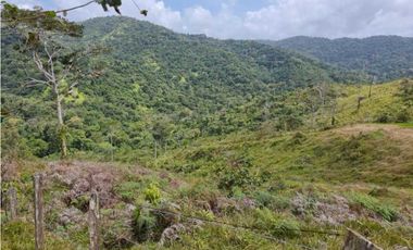 GANGA 166 HAS EN CAÑITAS DE CHEPO