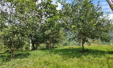 GANGA 166 HAS EN CAÑITAS DE CHEPO