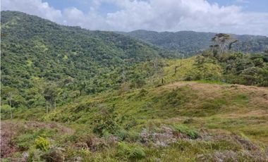 GANGA 166 HAS EN CAÑITAS DE CHEPO