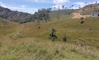 Venta finca Agropecuaria Concepción Antioquia