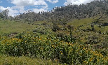 Venta finca Agropecuaria Concepción Antioquia
