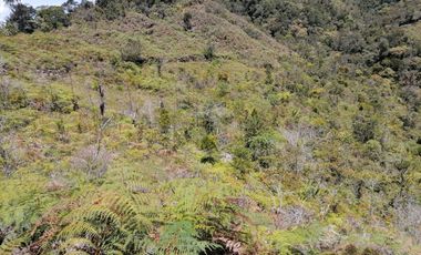 Venta finca Agropecuaria Concepción Antioquia
