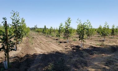 Agrícola en Venta en Las Mercedes