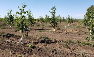 Agrícola en Venta en Las Mercedes