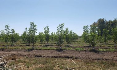 Agrícola en Venta en Las Mercedes