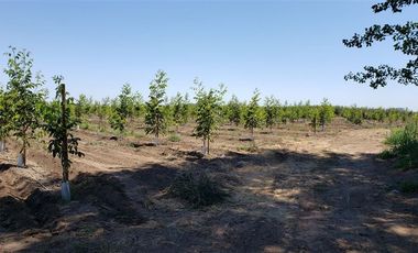 Agrícola en Venta en Las Mercedes
