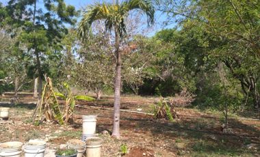 VENTA DE RANCHO PARA GANADERIA O FRACCIONAR EN CARRETERA A TIXKOKOB, YUCATÁN