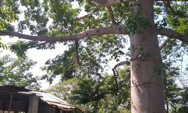 VENTA DE RANCHO PARA GANADERIA O FRACCIONAR EN CARRETERA A TIXKOKOB, YUCATÁN