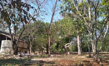 VENTA DE RANCHO PARA GANADERIA O FRACCIONAR EN CARRETERA A TIXKOKOB, YUCATÁN