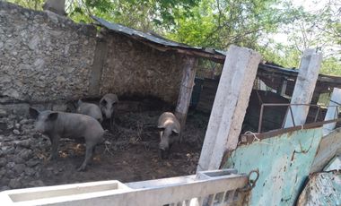 VENTA DE RANCHO PARA GANADERIA O FRACCIONAR EN CARRETERA A TIXKOKOB, YUCATÁN